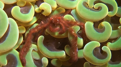 Orangutan crab in a Euphyllia ancora Stock Footage 41581853