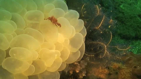 Orangutan Crab Stock Footage 8746396