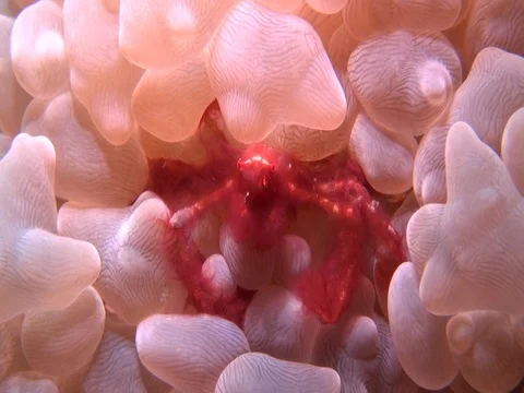 Orangutan crab Stock Footage 90655116