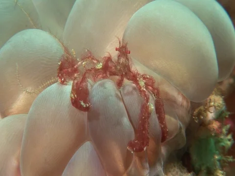 Orangutan Crab Stock Footage 98703176