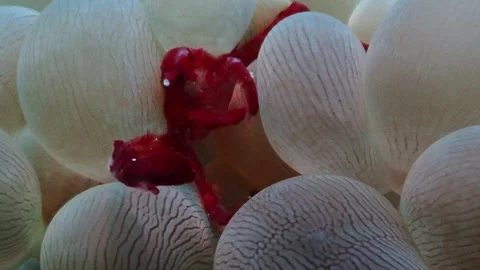 Orangutan crab macro 4K 库存影片 331276715