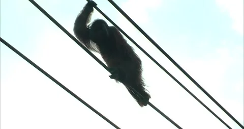 An orangutan crawls on two tightrope ropes Видео 343719245