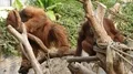 Orangutan drinking water close up in green outdoor enclosure environment 4k or 4k+ Resolution