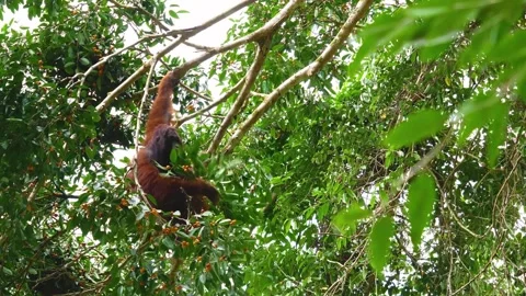 Orangutan eat fruit and leaf in rainforest canopy for nature documentary 库存影片 343806632