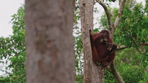 Orangutan eating bananas in a tree Stock Footage 327892005