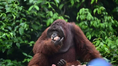 Orangutan eating Video stock 322058058