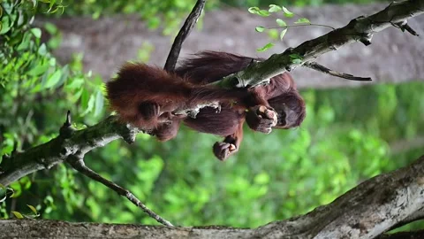 Orangutan eating Video stock 322091258