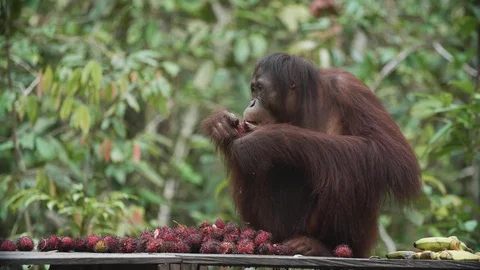 Orangutan Eating on Platform in Tanjung Puting, Borneo Stock Footage 129349227