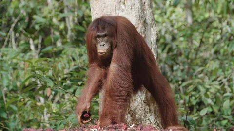 Orangutan Eating on Platform in Tanjung Puting National Park, Borneo Stock Footage 129349536