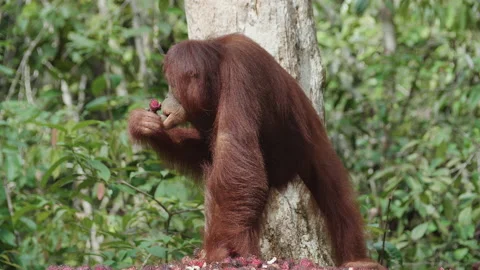 Orangutan Eating on Platform in Tanjung Puting National Park, Borneo Stock Footage 144610415