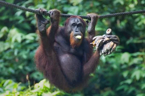Orangutan eats bananas Stock Photos