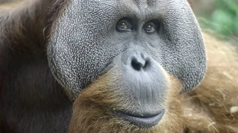 Orangutan face closeup looking at camera in zoo Stock Footage 228637721