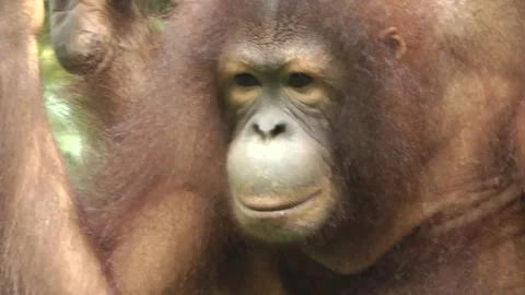 A orangutan face Eye contact 動画素材 343711228
