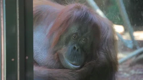 Orangutan Face Stock Footage 59906944