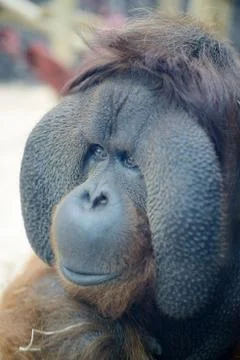 Orangutan face Stock Photos