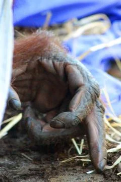 Orangutan Fingers, Melbourne Zoo, Victoria Stock Photos
