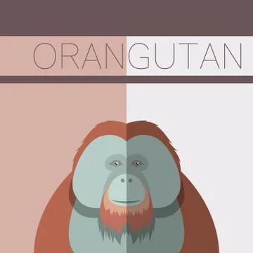Orangutan flat postcard Stock Illustration