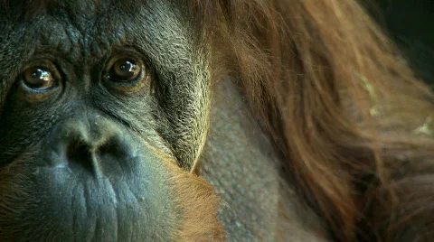 Orangutan Stock Footage