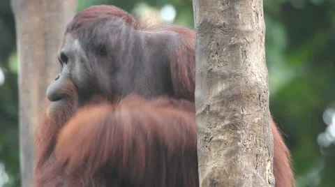 Orangutan Stock-Footage 1079743