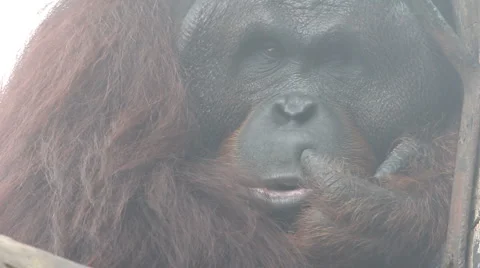 Orangutan Stock-Footage 1079767