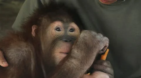 Orangutan Stock Footage