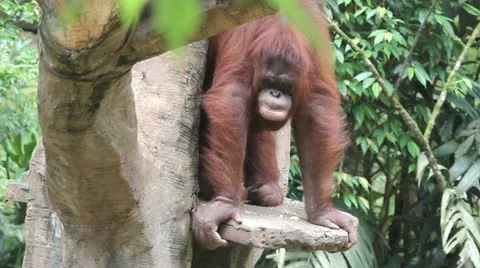 Orangutan Stock Footage