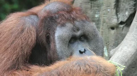 Orangutan Stock Footage
