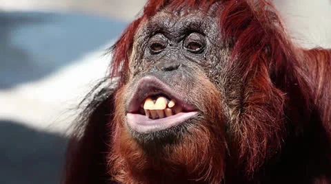 Orangutan Video stock 22511759