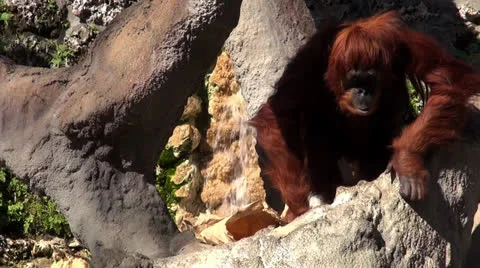 Orangutan Stock Footage 22526108