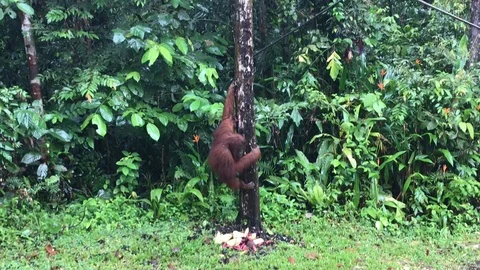 Orangutan Stock Footage 88988368