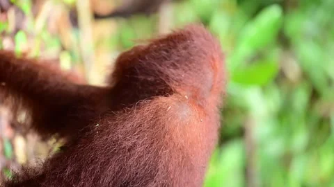 Orangutan Video stock 322091319