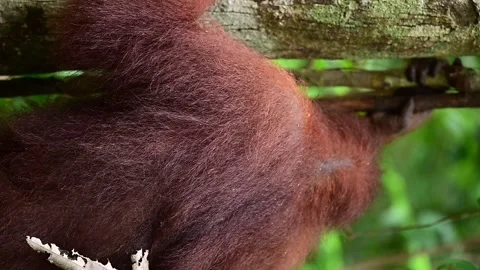 Orangutan Video stock 322091329