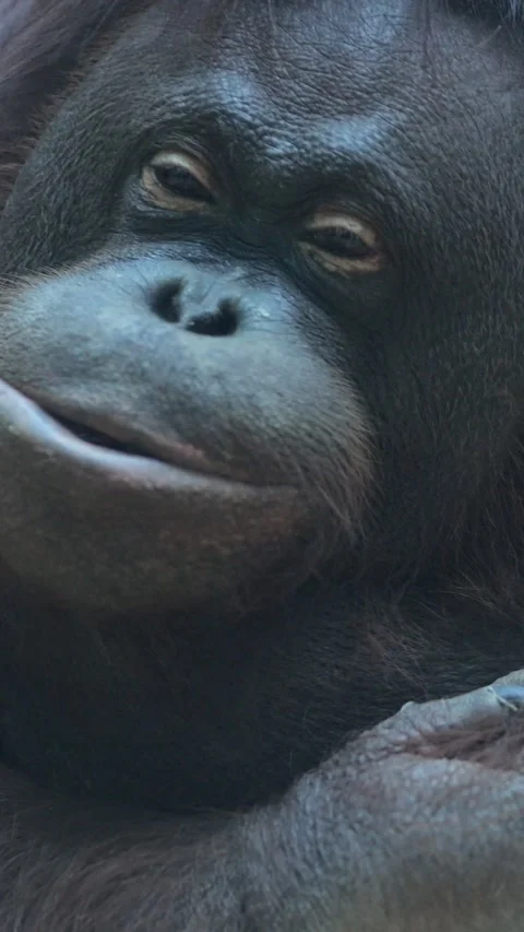 Orangutan Gazes Calmly Forward While Supporting Head With Hand. Introspective 스톡 동영상 346989878
