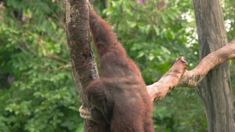 ORANGUTAN GOING DOWN FROM BRANCH 4K Stock Footage 333937090
