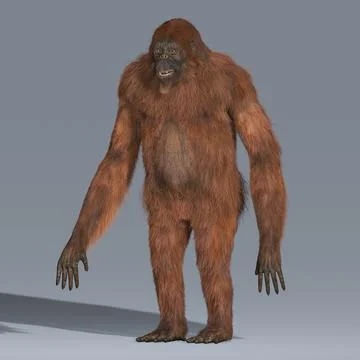 Orangutan Hair 3D Model
