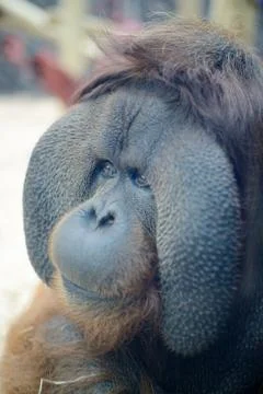 Orangutan head closeup Stock Photos