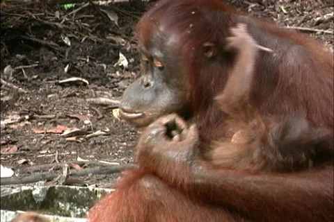 Orangutan with infant 動画素材 464447