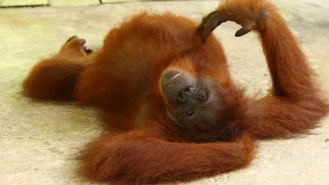 Orangutan Itches Herself While Laying Upside Down Stock Footage 92867085