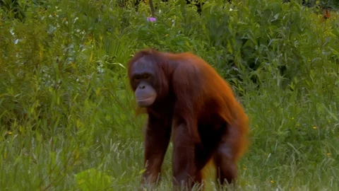 Orangutan jumping off tree and rolling through grass Video stock 114642449