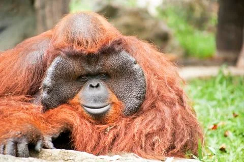 Orangutan looking to the side 스톡 사진