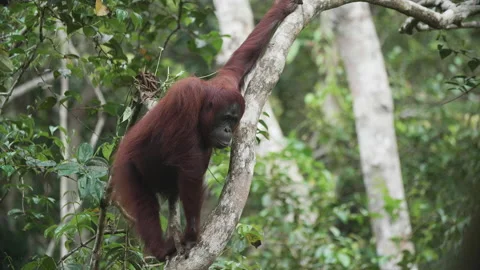 Orangutan Looking from Tree in Tanjung Puting, Borneo Stock Footage 144669615