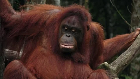 An orangutan looks in one direction while sitting on a log. Stock Footage 310007008