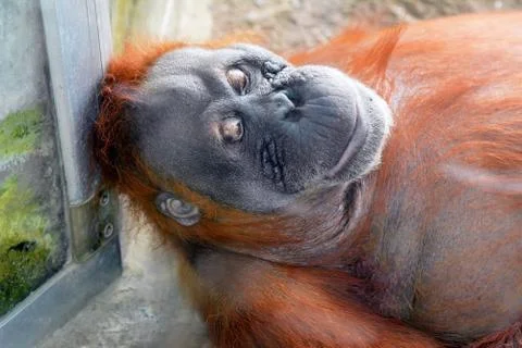 Orangutan lying down Stock Photos