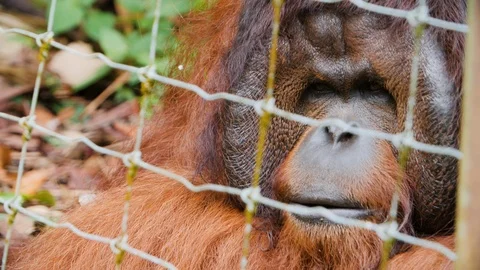 Orangutan lying on ground and looking around in steel fence, Malaysia Stock Footage 146570409