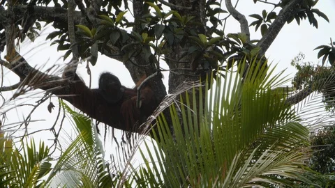 Orangutan lying on tree branch with leafs and bushes during sunny day, Malaysia Stock-Footage 146566449