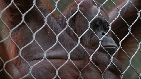 Orangutan Making Faces Stock Footage 93388354