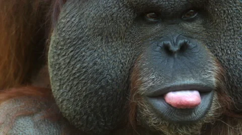 An orangutan male shows his tongue. Stock Footage
