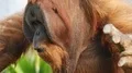 Orangutan male very close up in green outdoor enclosure environment 4k or 4k+ Resolution