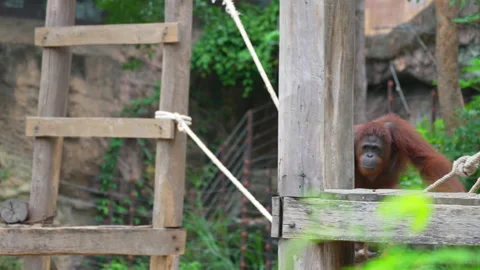 Orangutan monkey animals on building in nature Stock Footage 204064341