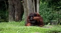 Orangutan Monkey, Looking, Jungle Trees, Palm Tree HD Footage